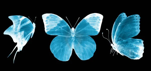Papillon Bleu Isolé Sur Blanc — Photo