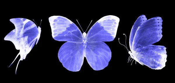 Niebieski Motyl Białym Tle — Zdjęcie stockowe