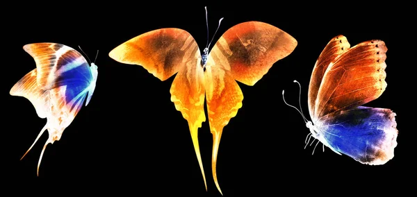 Tres Mariposas Neón Aisladas Blanco — Foto de Stock