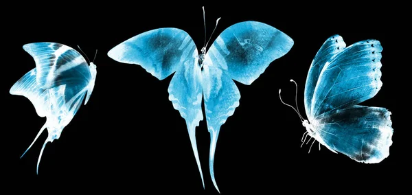 Trzy Neonowe Motyle Odizolowane Białym — Zdjęcie stockowe