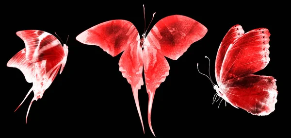 Tre Neonfjärilar Isolerade Vita — Stockfoto