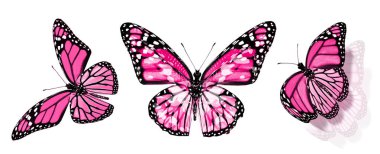 Beyaz arka planda izole edilmiş renkli kelebekler.