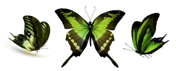 Farbige Schmetterlinge Isoliert Auf Weißem Hintergrund — Stockfoto