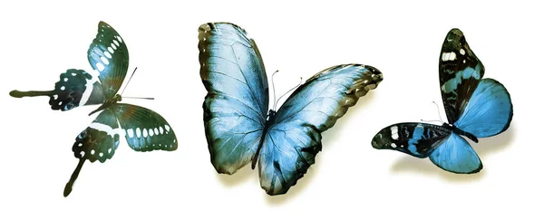 Farbige Schmetterlinge Isoliert Auf Weißem Hintergrund — Stockfoto