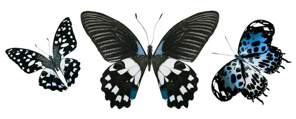 Цвет Бабочек Изолированных Белом Фоне — стоковое фото