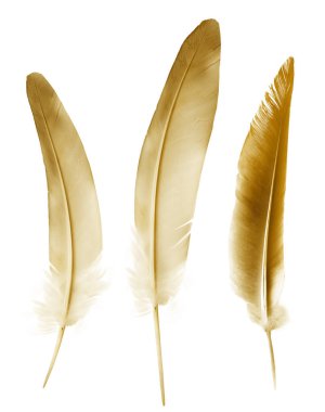 Beyaz arkaplanda izole edilmiş güzel renk tüyleri