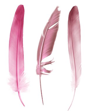 Beyaz arkaplanda izole edilmiş güzel renk tüyleri