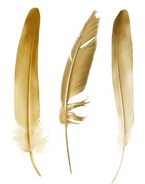 Beyaz arkaplanda izole edilmiş güzel renk tüyleri