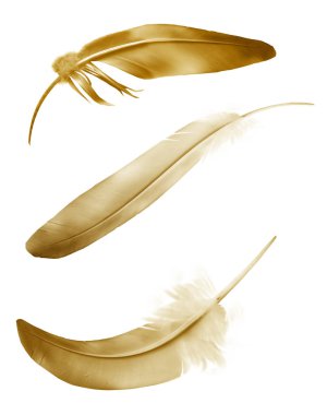 Beyaz arkaplanda izole edilmiş güzel renk tüyleri