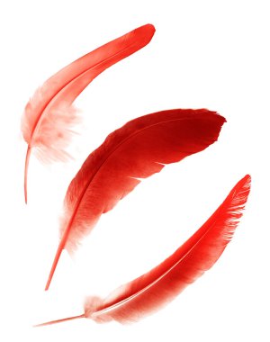 Beyaz arkaplanda izole edilmiş güzel renk tüyleri