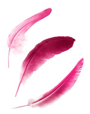 Beyaz arkaplanda izole edilmiş güzel renk tüyleri