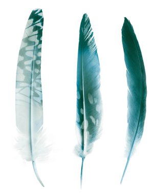 Beyaz arkaplanda izole edilmiş güzel renk tüyleri