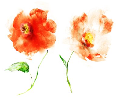 Suluboya çiçekleri, beyaz arkaplanda izole