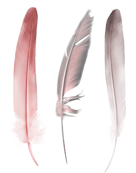 Beautiful Color Feathers Isolated White Background — Stock Photo, Image