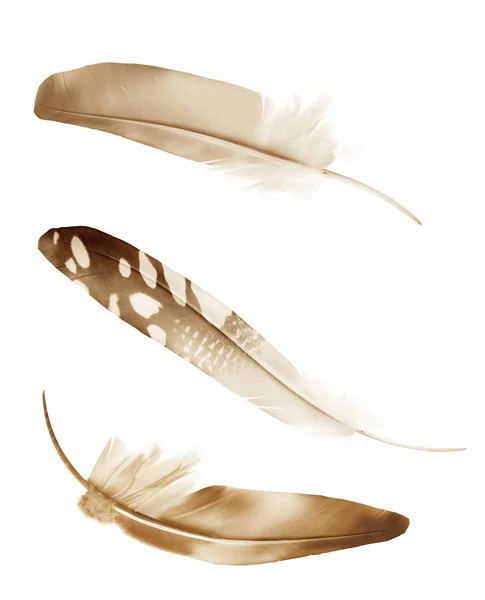 Beautiful Color Feathers Isolated White Background — Stock Photo, Image