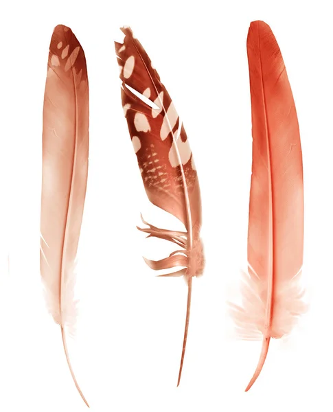 Beautiful Color Feathers Isolated White Background — Stock Photo, Image