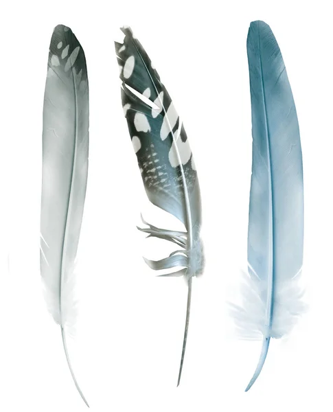 美丽的彩色羽毛在白色背景上隔离 — 图库照片