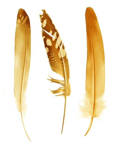 白い背景に隔離された美しい色の羽 — ストック写真