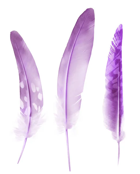 Beautiful Color Feathers Isolated White Background — Stock Photo, Image