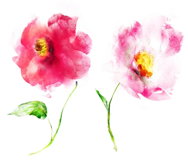 Aquarel Bloemen Geïsoleerd Witte Achtergrond — Stockfoto