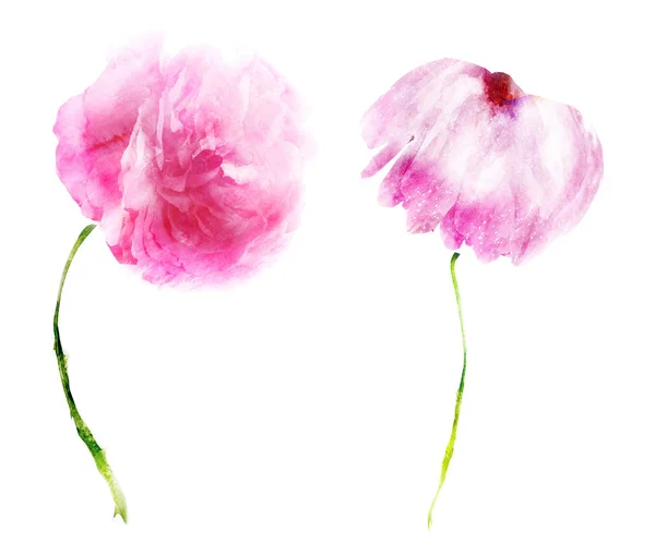 Watercolor Flowers Isolated White Background — Stock Photo, Image