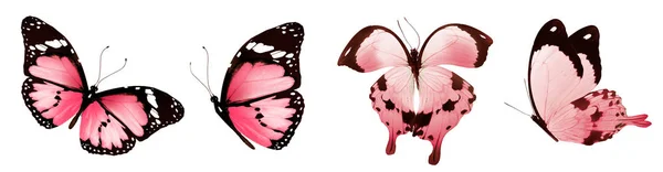 Color Butterflies Isolated White Background — Stock Photo, Image