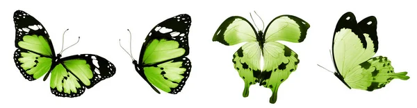 Mariposas Color Aisladas Sobre Fondo Blanco — Foto de Stock