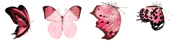 Barevné Motýly Izolované Bílém Pozadí — Stock fotografie
