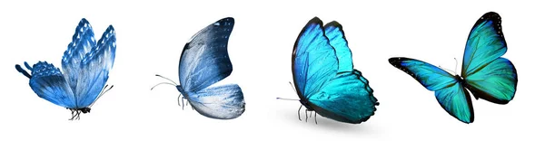 Color Butterflies Isolated White Background — Stock Photo, Image