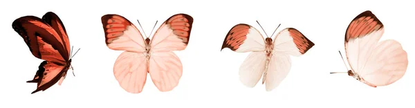 Színes Pillangók Elszigetelt Fehér Háttér — Stock Fotó