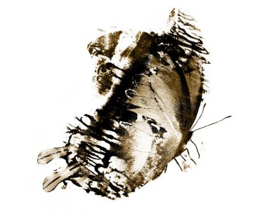 Siyah kelebek, beyaz üzerine izole edilmiş