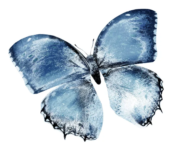 Schwarzer Schmetterling Isoliert Auf Weiß — Stockfoto