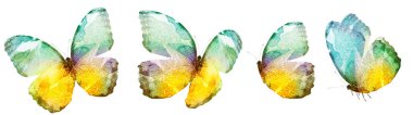 Beyaz arka planda izole edilmiş dört suluboya kelebek