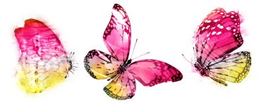 Beyaz arka planda üç suluboya kelebek.