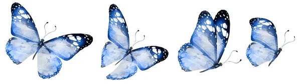 Čtyři Akvarel Motýli Izolované Bílém Pozadí — Stock fotografie