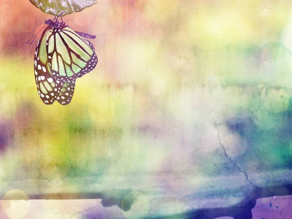 Natural Background Butterly Watercolor — Stock Photo, Image