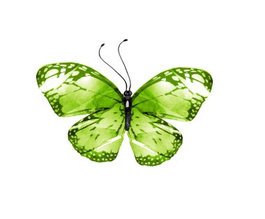 Beyaz arka planda izole edilmiş suluboya kelebeği