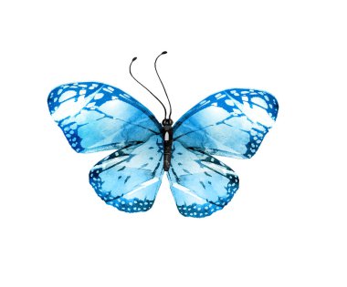 Beyaz arka planda izole edilmiş suluboya kelebeği