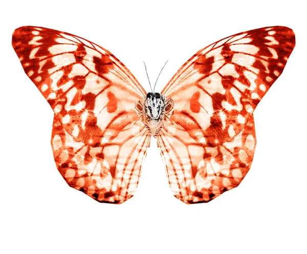 Акварель Метелик Ізольований Білому Тлі — стокове фото