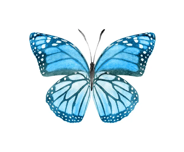 白地に隔離された水彩蝶 — ストック写真