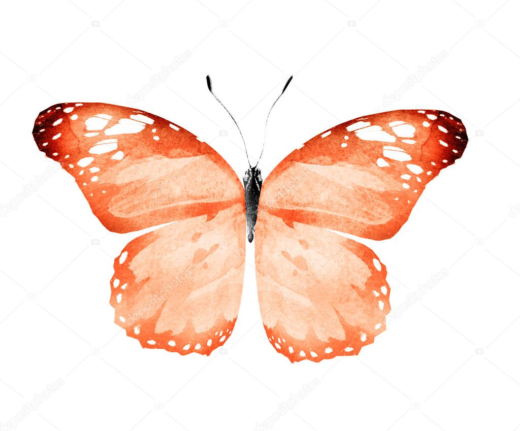 Watercolor butterfly , isolated on white background