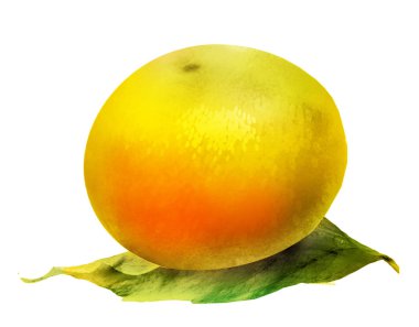 Beyaz üzerine suluboya narenciye.