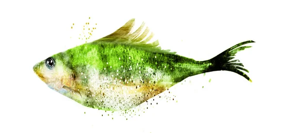 Poisson Aquarelle Sur Blanc — Photo