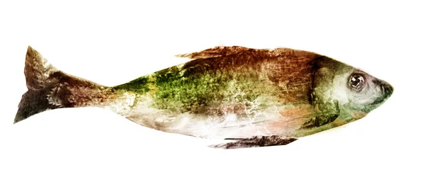 Peşte Acuarelă Alb — Fotografie, imagine de stoc