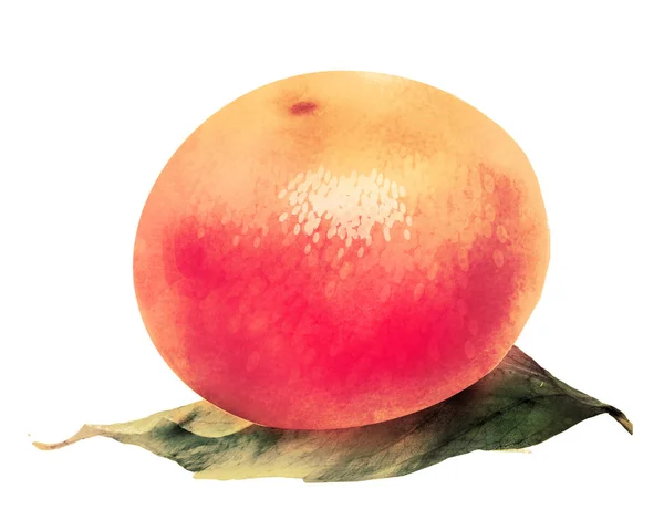 白色的水色柑橘类水果 — 图库照片