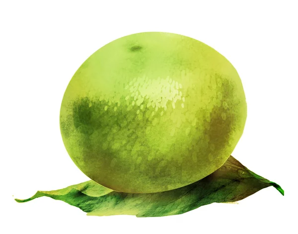 Akvarell Citrusfélék Fehér Alapon — Stock Fotó
