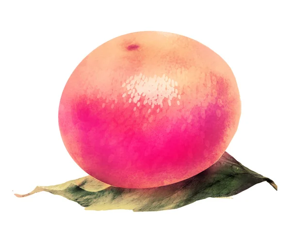 Akvarelové Citrusové Plody Bílém — Stock fotografie