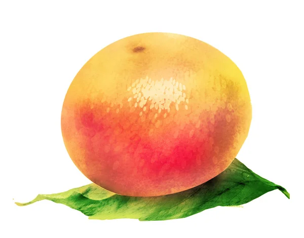 白に水彩柑橘系の果物 — ストック写真