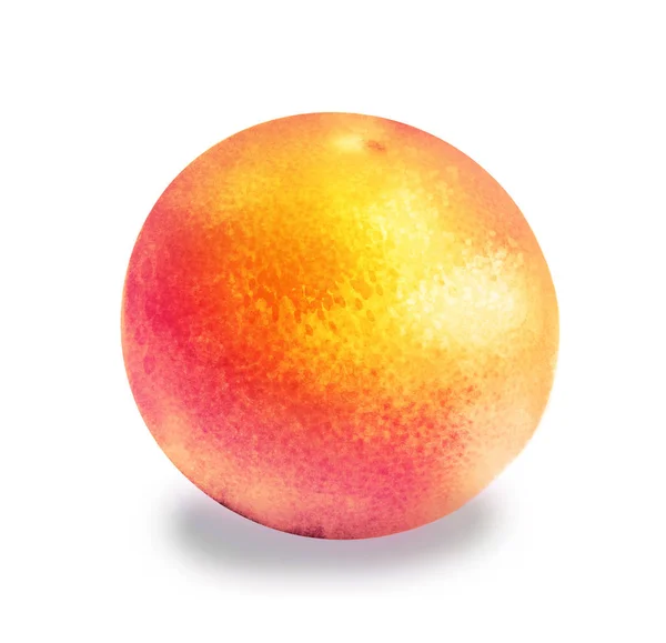 Watercolor Citrus Fruit White — Stock Photo, Image