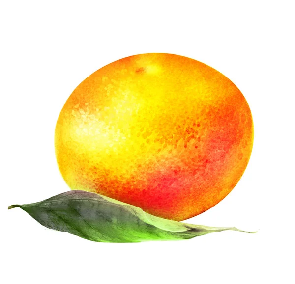 Akvarell Citrusfrukt Vit — Stockfoto